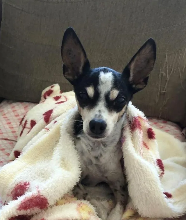 Valtinho, pet de Thais Pires Elpo
