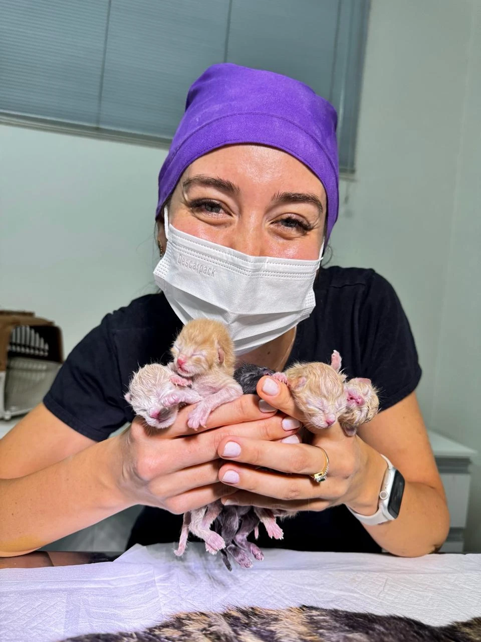 Anestesista veterinário