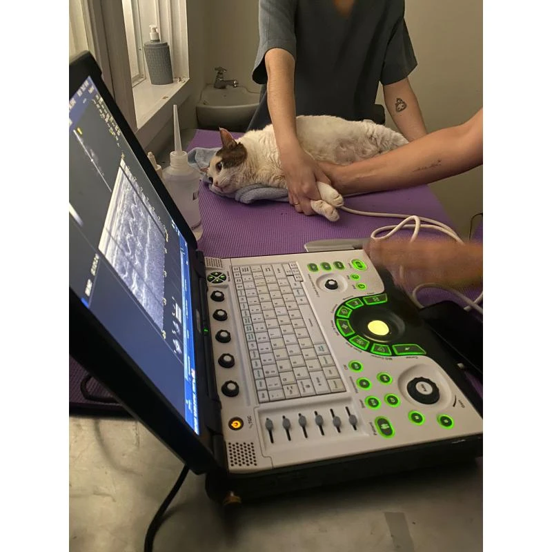 Cardiologista veterinário