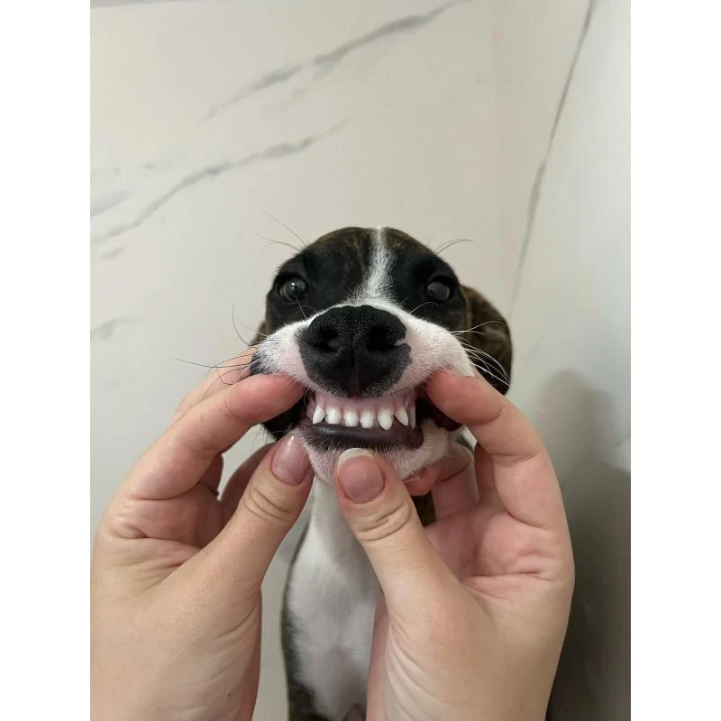 Cirurgia de remoção de tártaro cachorro