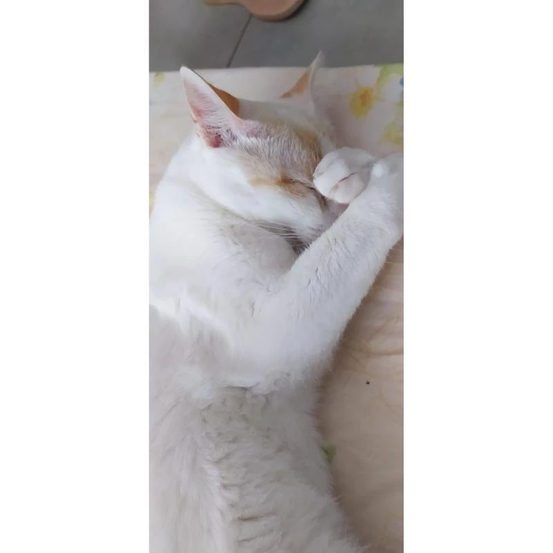 Diálise peritoneal em gatos