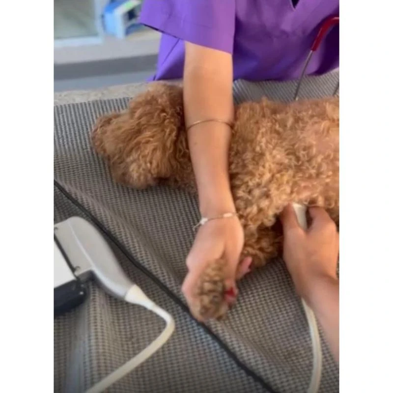 Ecocardiograma em cães