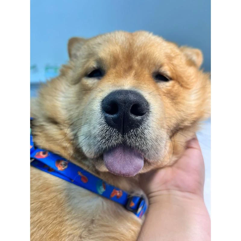 Internação de cachorro com acompanhante