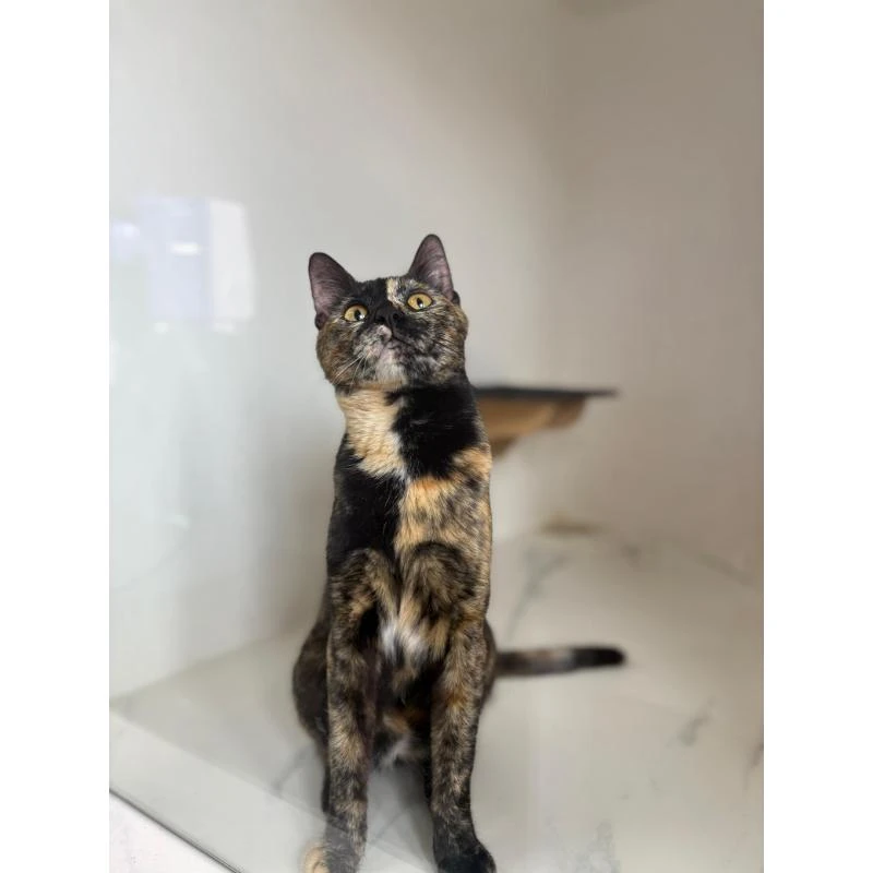 Internação de pet com acompanhante