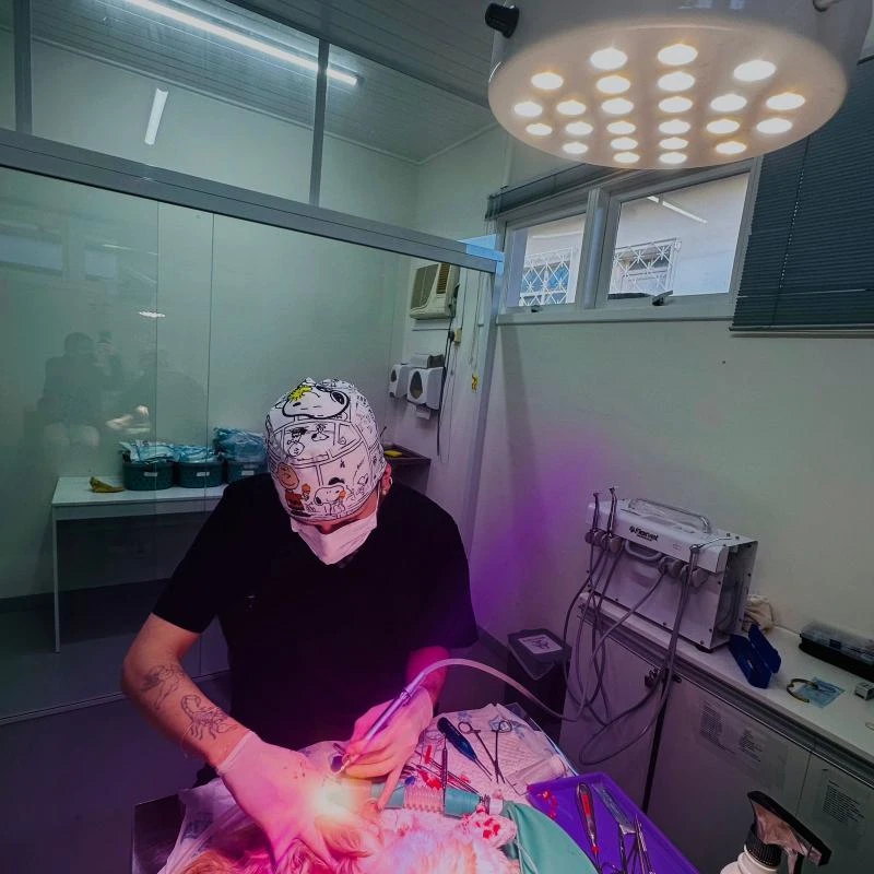 Odontologia em pequenos animais