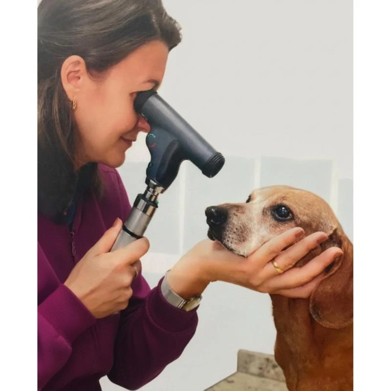 Oftalmologista veterinário na Grande Florianópolis