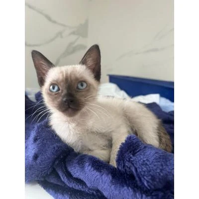 Oncologista de gatos