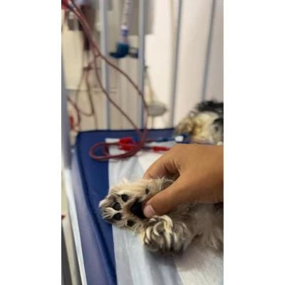 Onde fazer hemodiálise em animais