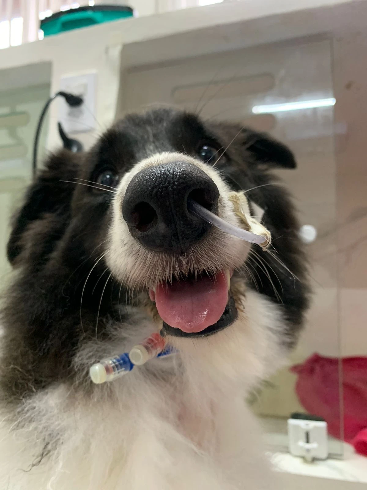 Onde fazer hemodiálise em animais em santa catarina