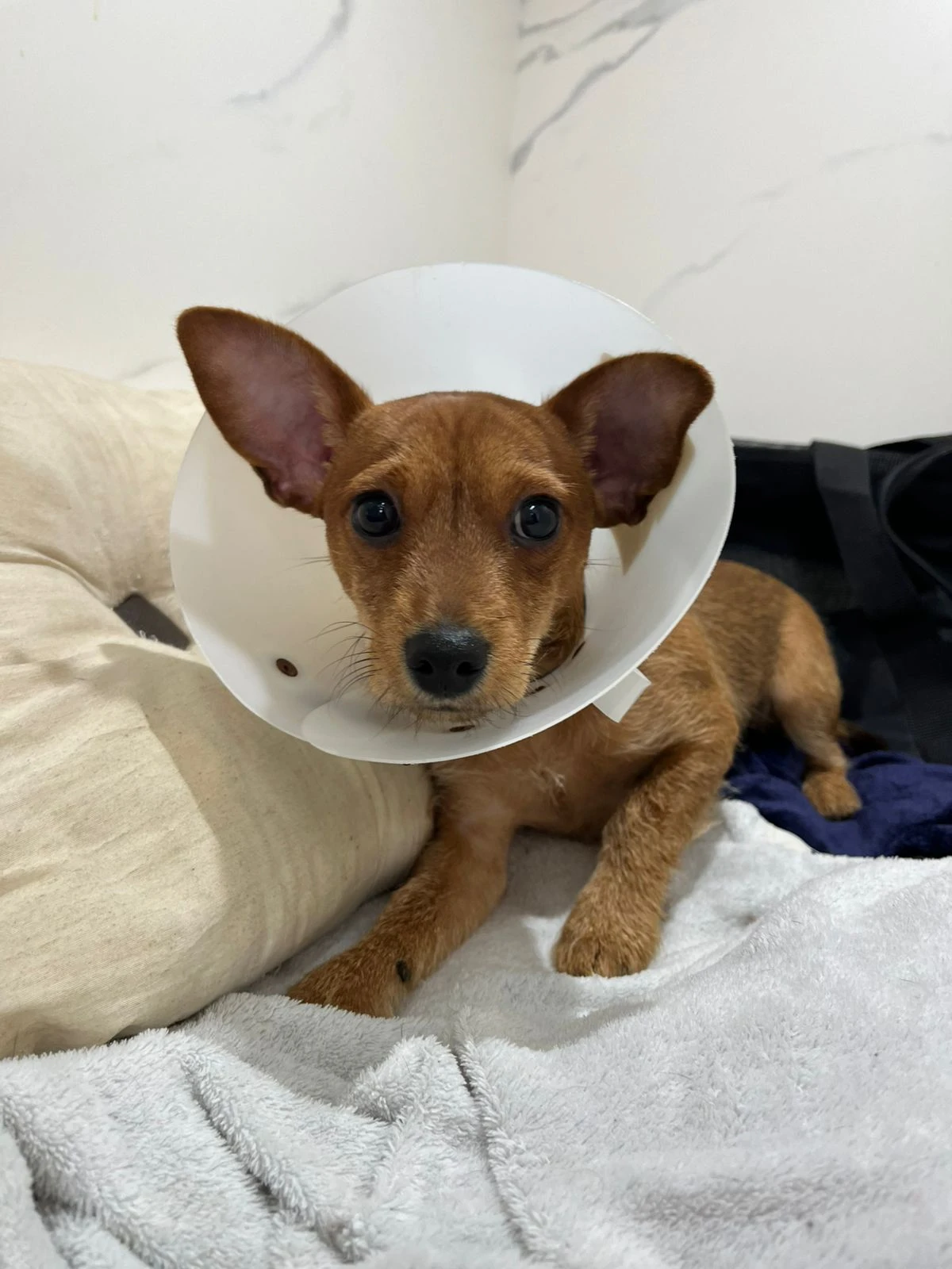 Onde fazer ultrassom em cães e gatos