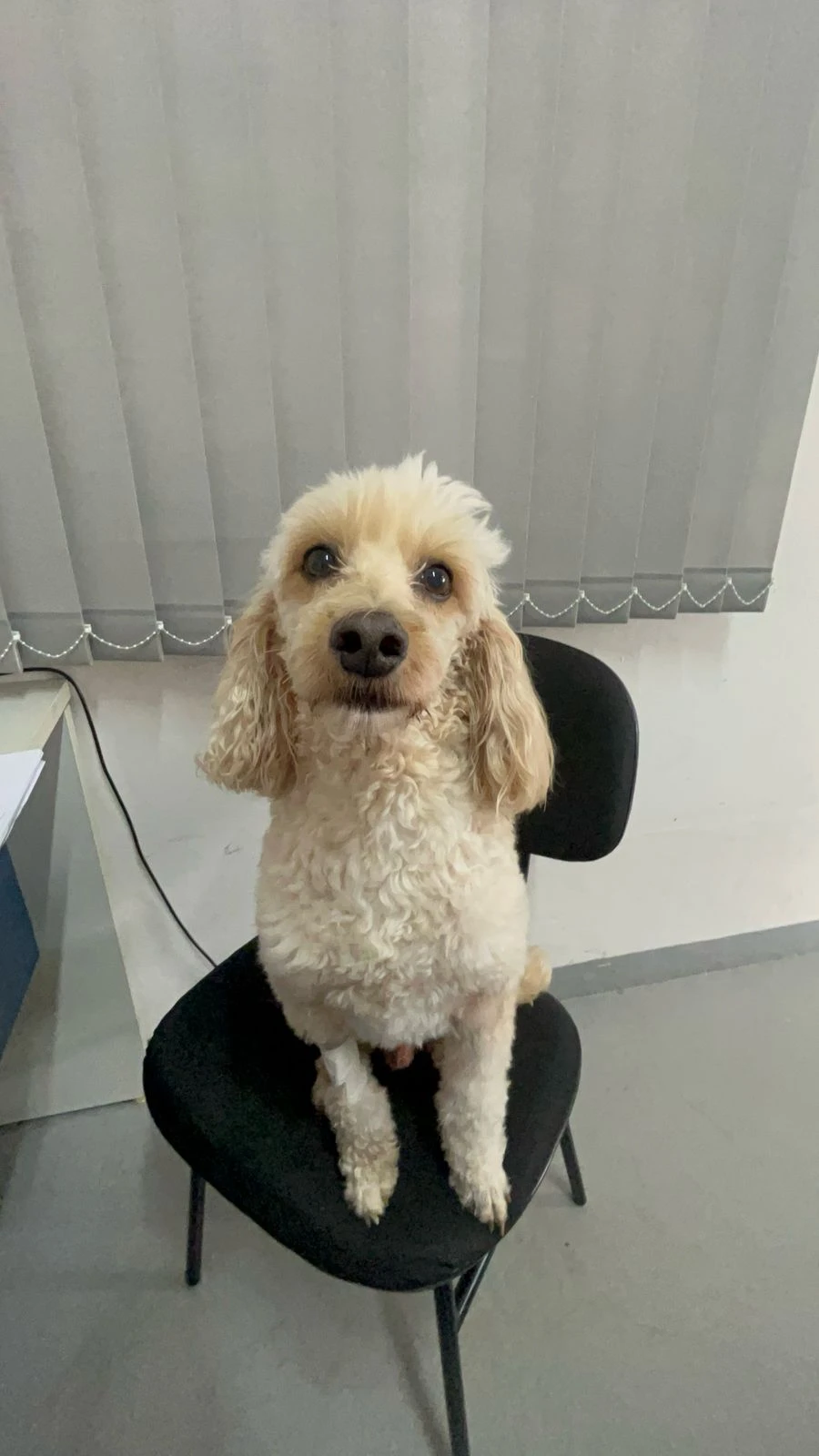 Radiografia veterinária