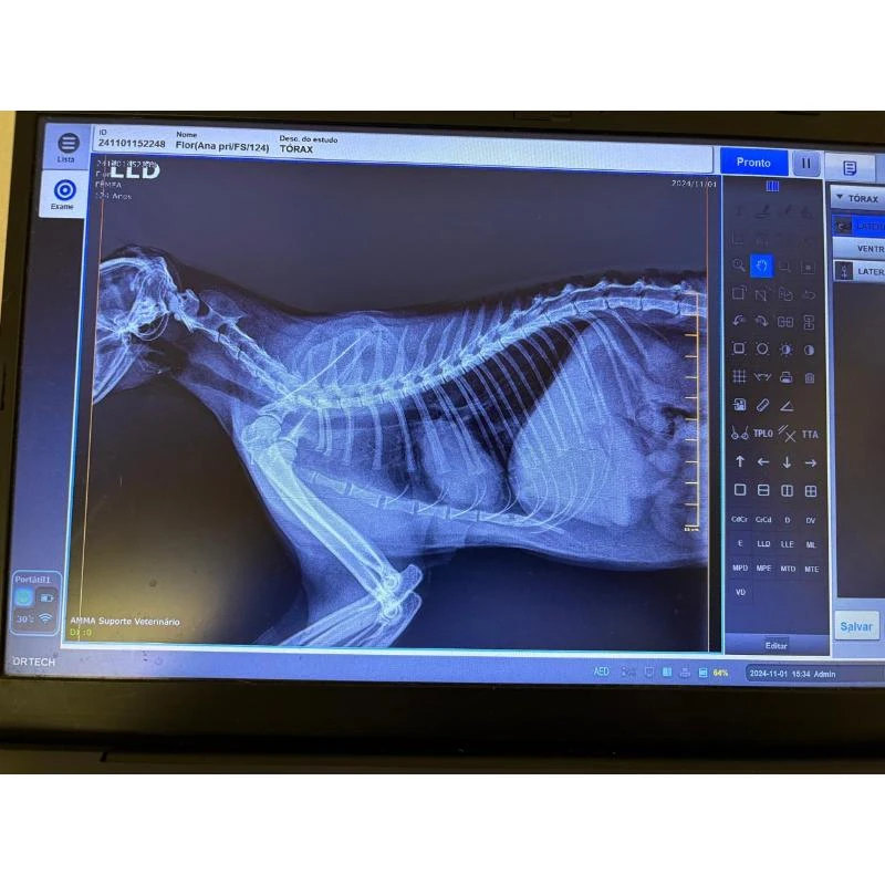 Raio x veterinário para gatos