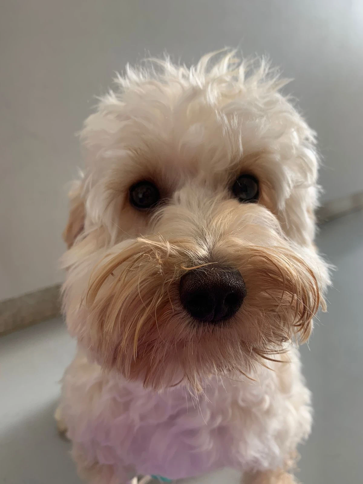 Ultrassom abdominal em cachorro