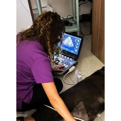 Ultrassom em cães e gatos