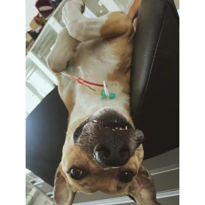 Ultrassom em plantão para cães e gatos