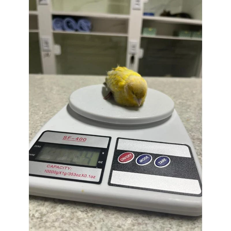 Veterinário para animais silvestres