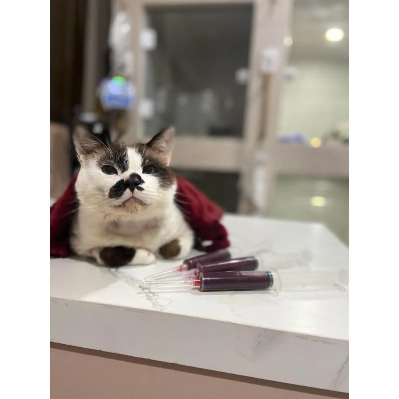 Veterinário hematologista